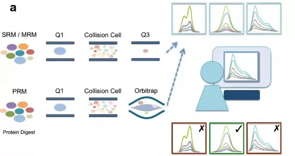 Schematic Comparison of SRM and PRM Techniques for Targeted Quantitative Proteomics. Schematic Comparison of SRM and PRM Techniques for Targeted Quantitative Proteomics.